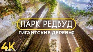 Гигантские деревья парка Редвуд - Виртуальная прогулка по лесу - Фильм-релакс с озвучкой в 4К