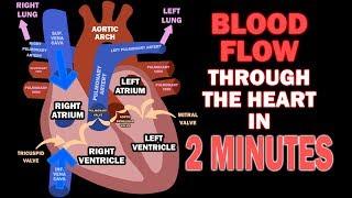 Blood Flow through the Heart in 2 MINUTES