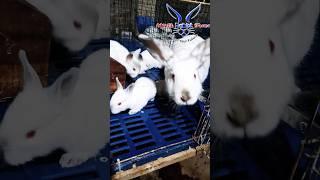 QUALITY RABBIT BREEDS at Malik Rabbit Farms