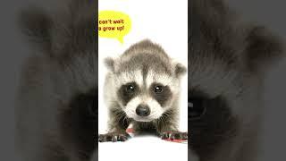 Raccoon kits @o3mytv