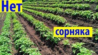 КАК ИЗБАВИТЬСЯ ОТ СОРНЯКОВ НА КАРТОФЕЛЕ.   Прополка и культивация