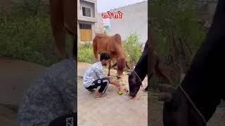 राधे राधे  #gaumata #god #love #dog  #doglove #maa #ram #shiv #cow #cat #radheradhe #motivation