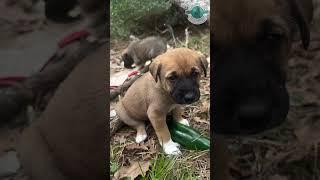 The mother dog and her children live in the forest. #rescue #dogrescue #dog #love #animals