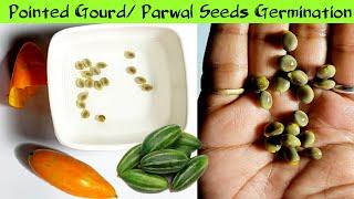 How To Grow Pointed Gourd From Fresh Seeds || Parwal From Seeds || Parval Germination