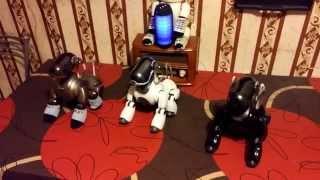 Aibo ERS-7 Dance