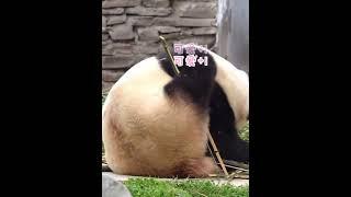 3.29福宝jio jio挠痒挠出节奏了大熊猫福宝 来这吸熊猫 福宝 治愈系 大熊猫