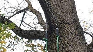 Cutting down 30 foot high tree branches - without climbing