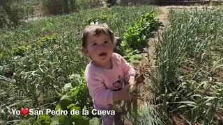 Faviola visita la siembra de Macedonio cosecha cebolla verde, cilantro, acelgas muestra sus repollo