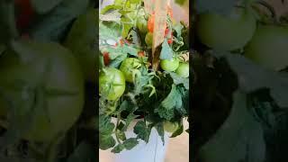 Red Cherry Tomato harvest | Plant series #8 #shortvideo #tomato #youtubeshorts #homegarden #minivlog