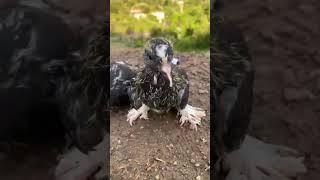 Maşallah🪽️ #güvercin #music #pigeon #oyunkuşu #alatürkiye #tarihieser #keşfet #beniöneçıkart