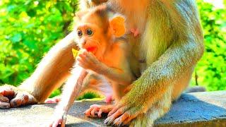 Adorable Baby monkey Moken with cute eyes grabbing food from Mom Moka!