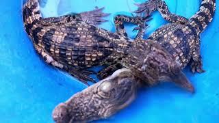 Didn’t expect such lake has many Crocodile! 2 more Crocodile, Gold and Red KOI Japan, Gold Oranda