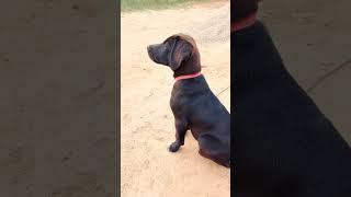 Baby Dog  Barking Sound 12 #shorts #puppyvoice #dogsound #dogvoice #barking
