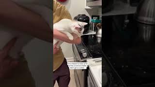 Natilla Enrichment #funnyanimals #cats #indooroutdoorkat #cutecat #natillathecat