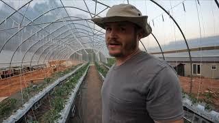 DIY Hydroponic Tomato Greenhouse Walk through - Huge growth after only 2 weeks! Tomato hydroponics!