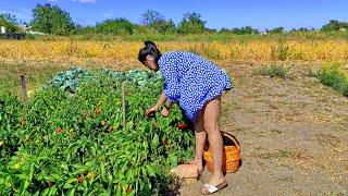 My wife in the village. Life in the countryside: A wife’s hard work on a small farm.