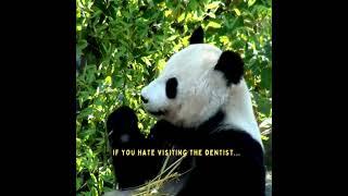 #panda #toothbrushing #technique best way to avoid a #dentist