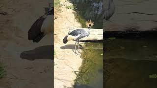 Grey crowned crane #crane #swan only on #gulflife1 in #shorts #video