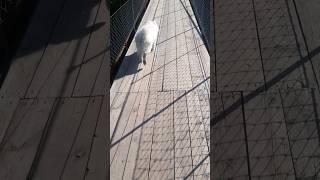 Самоед бежит по мосту #самоед #собака #samoyed #dog #прогулка #шортс