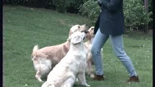 The Golden Retriever - Pet Dog Documentary English