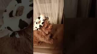 собака грустит потому, что ему не дали сало