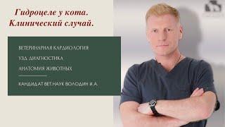 Гидроцеле у кота.  Клинический случай.