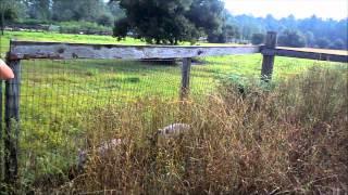 New Piglets @ CJ Acres Animal Rescue Farm