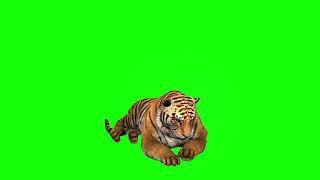 tiger walking green screen video | no copyright | YouTube assets