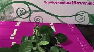 White O´hara Roses from Ecuador by Excellent Flowers Inc