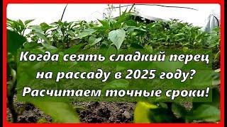 Когда сеять сладкий перец на рассаду в 2025 году? Расчитаем