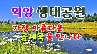 악양 생태공원, 가장 아름다운 금계국을 만나다