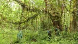 Canada's Mossiest Rainforest aka "Fangorn Forest"