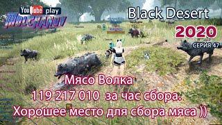 Мясо волка. Black Desert Фарм серебра 2020. Лучница. Роща отшельника.