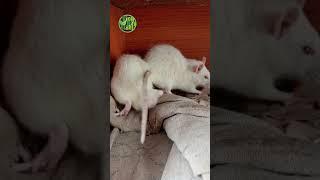 3 safed chuhe | thee white rats #viral #trending #petrats