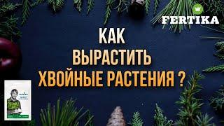 Фертика: Удобрение для хвойных