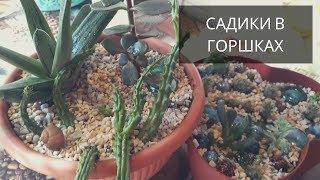 Композиции из Суккулентов -садики в горшках