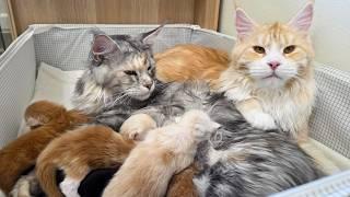 Big Sister Cat Thinks She's the Mom to Her Kitten Siblings!