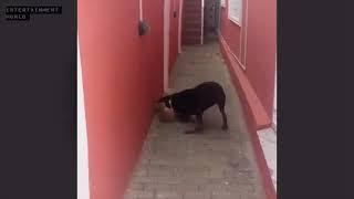 (Viewers discretion advised ) watch how a dog  killed a domestic cat ‍⬛ #Entertainmentworld