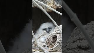 Baby owl