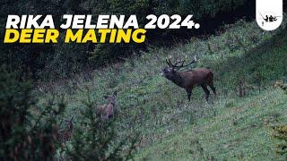 Deer Mating 2024.