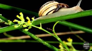 ¿Sabes como es un caracol terrestre?.