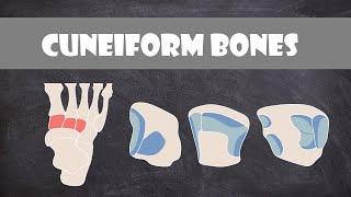 Cuneiform Bones | Anatomy