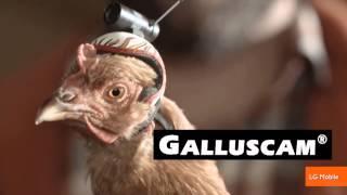 The Stabilization Power of Chicken Heads Featured in New Commercials