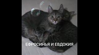 Мои кошки.Фрося и Дуся. #shorts #короткиевидео #кошки #моикошки #short #cat #cats