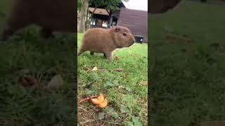 Capi chiquito#capibara #capybara #carpincho