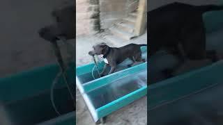 Hilarious Dog Has a Blast on Park Slide!