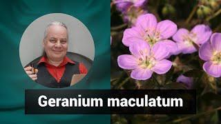 Разбор препарата ГЕРАНИУМ МАКУЛАТУМ GERANIUM MACULATUM | Гомеопатия и здоровье