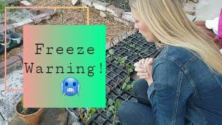 Freeze Warning For My Florida Garden - Zone 9b - Garden Tour - Homeschool Opportunity