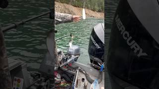 #kokaneswing  #kokaneesalmon #kokanee #fishing #kokaneefishing