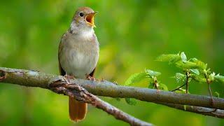 Nightingale Singing: The Best Bird Song in the World ~ Luscinia megarhynchos